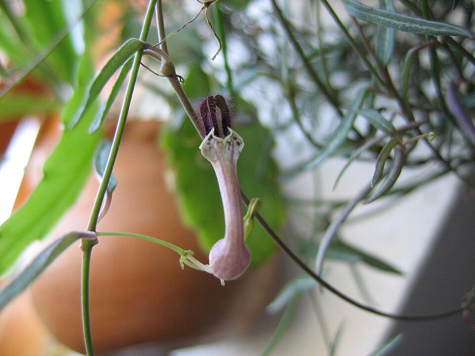 Ceropegia woodii (String of Hearts) (alternate view 8)