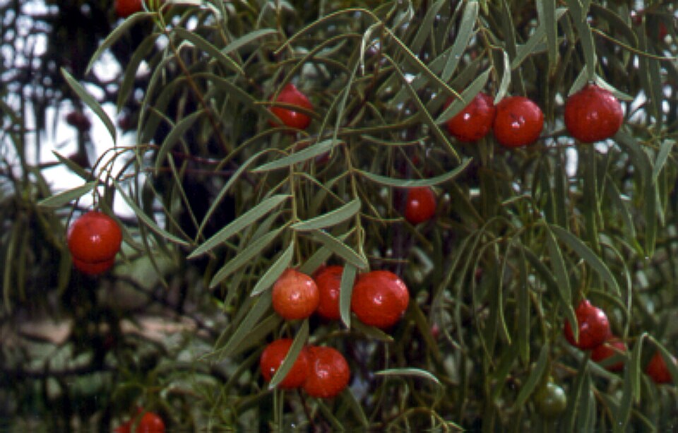 Santalum acuminatum (Desert Quandong) (alternate view 5)