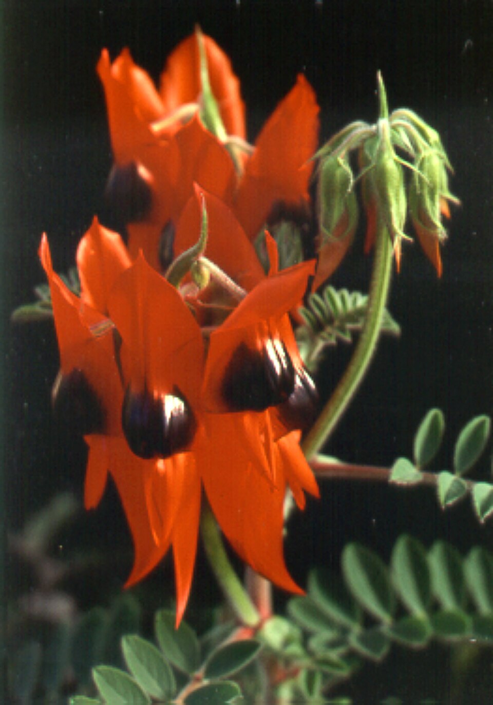 Swainsona formosa (Sturt's Desert Pea) (alternate view 8)