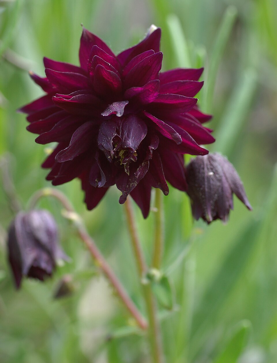 Aquilegia vulgaris var. stellata 'Black Barlow'