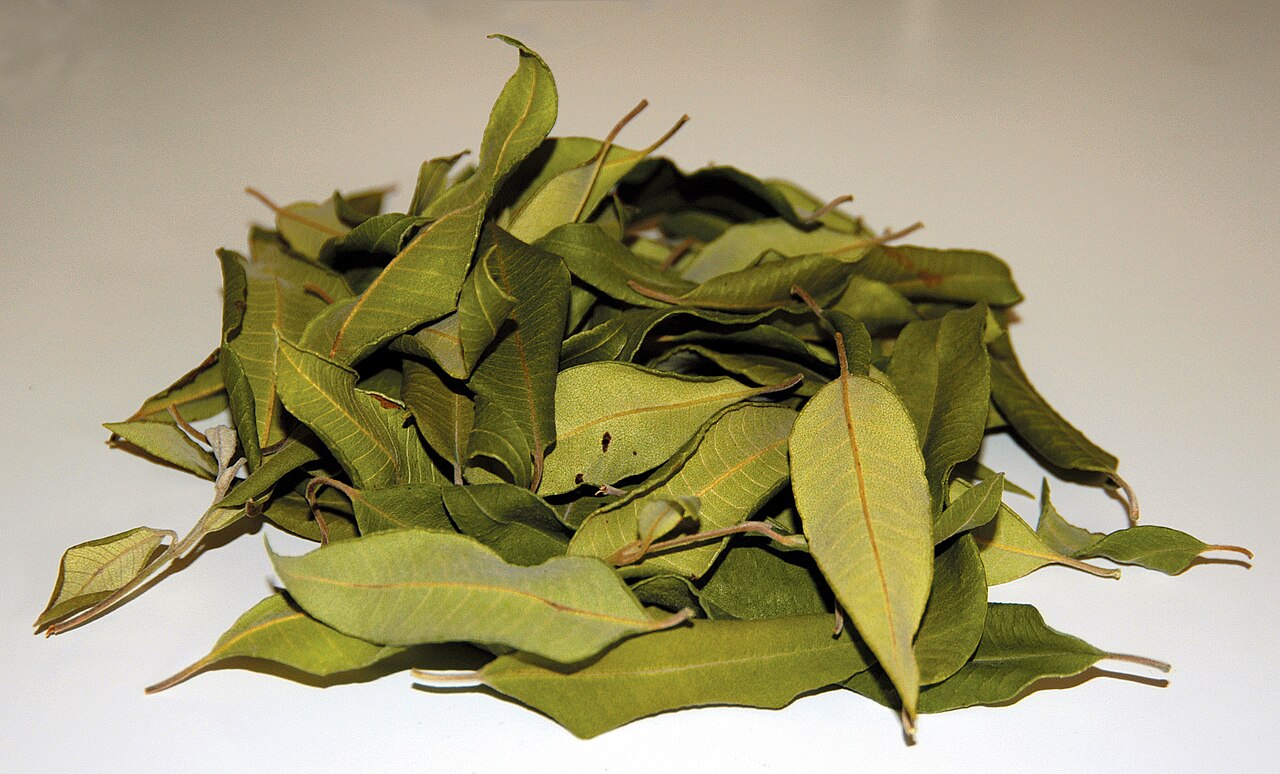 Backhousia citriodora, Lemon myrtle — upright evergreen (Myrtaceae) (image 5 of 8)