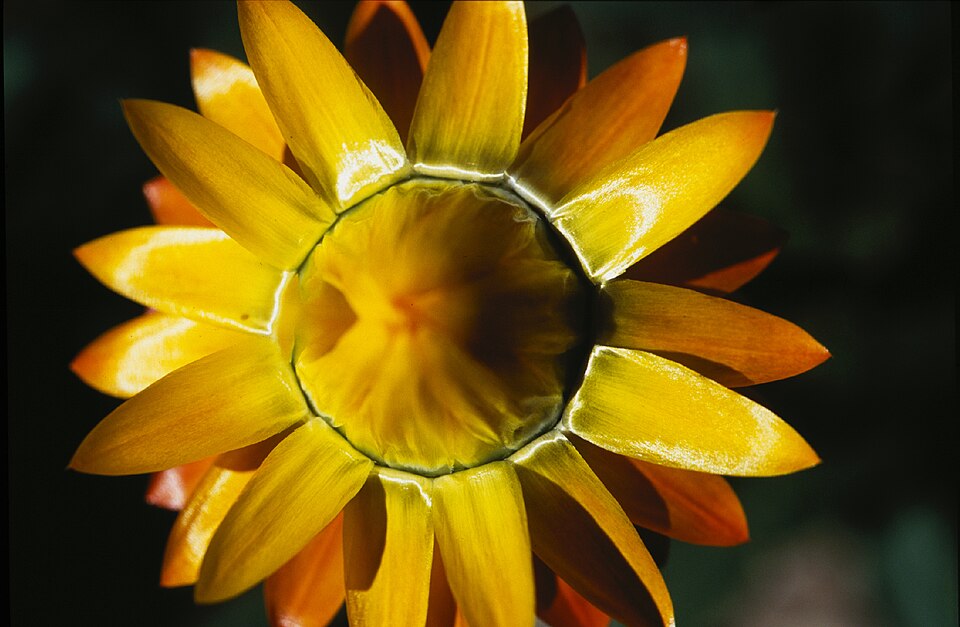 Xerochrysum viscosum (sticky everlasting) (alternate view 3)