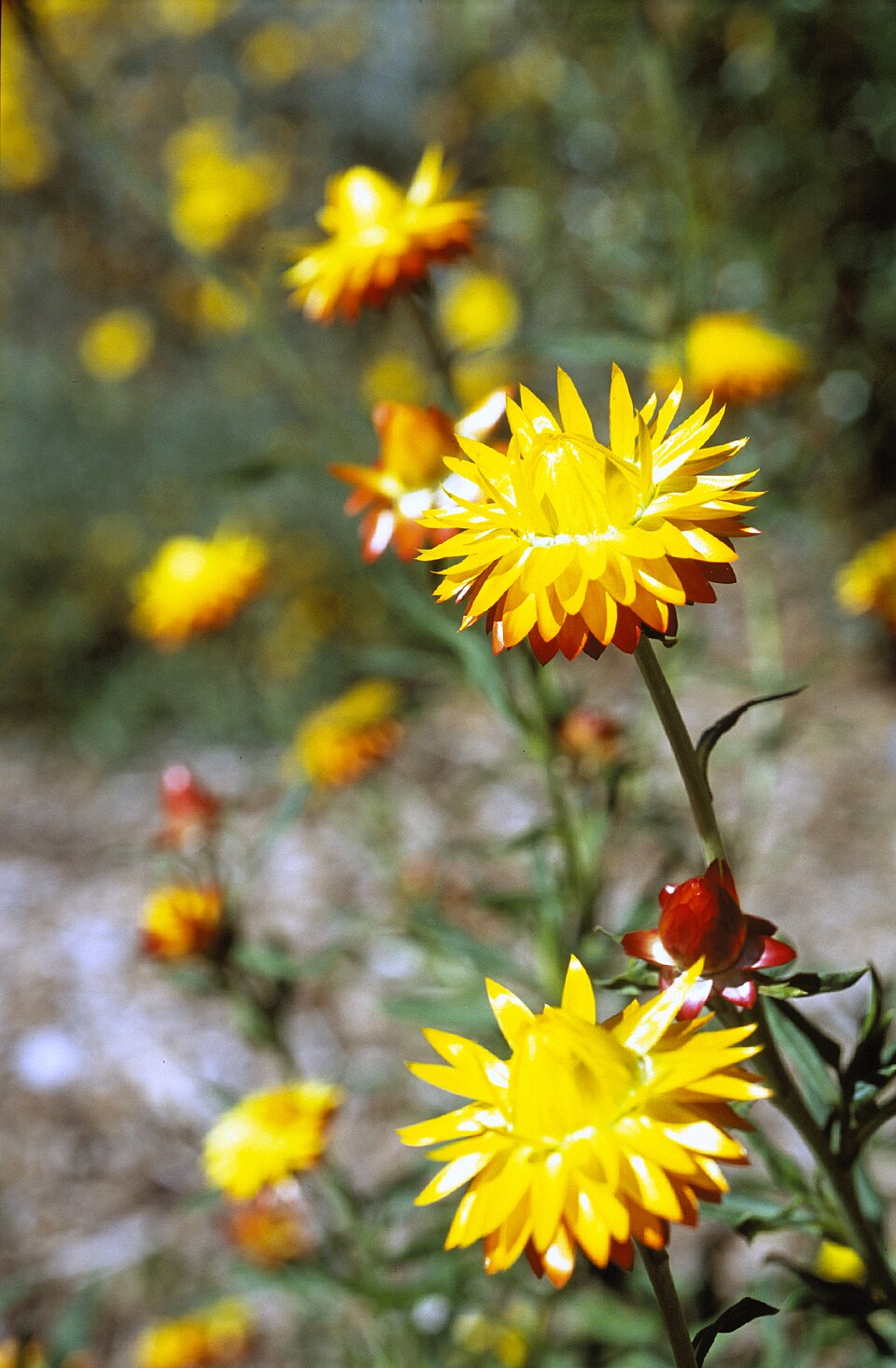 Xerochrysum viscosum (sticky everlasting) (alternate view 4)