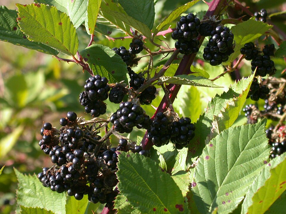 Rubus vestitus (Vested Blackberry)
