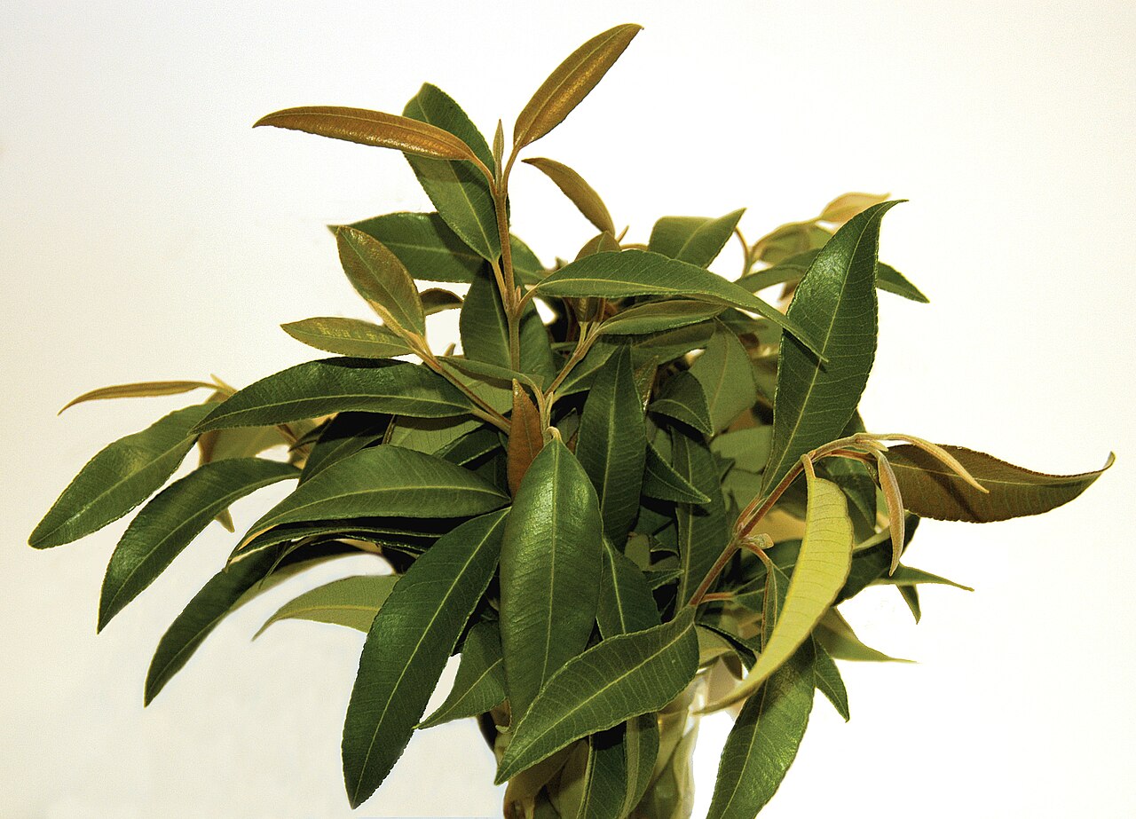 Backhousia citriodora, Lemon myrtle — upright evergreen (Myrtaceae) (image 6 of 8)