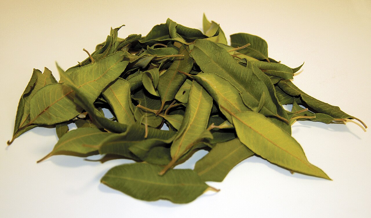 Backhousia citriodora, Lemon myrtle — upright evergreen (Myrtaceae) (image 7 of 8)