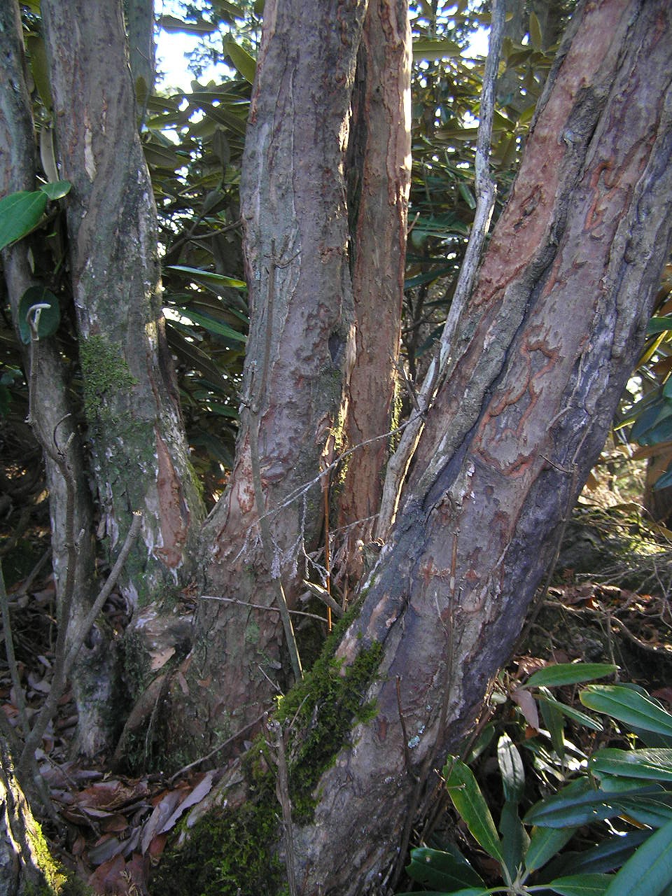 Clethra barbinervis, Japanese clethra — upright deciduous (Clethraceae) (image 6 of 10)