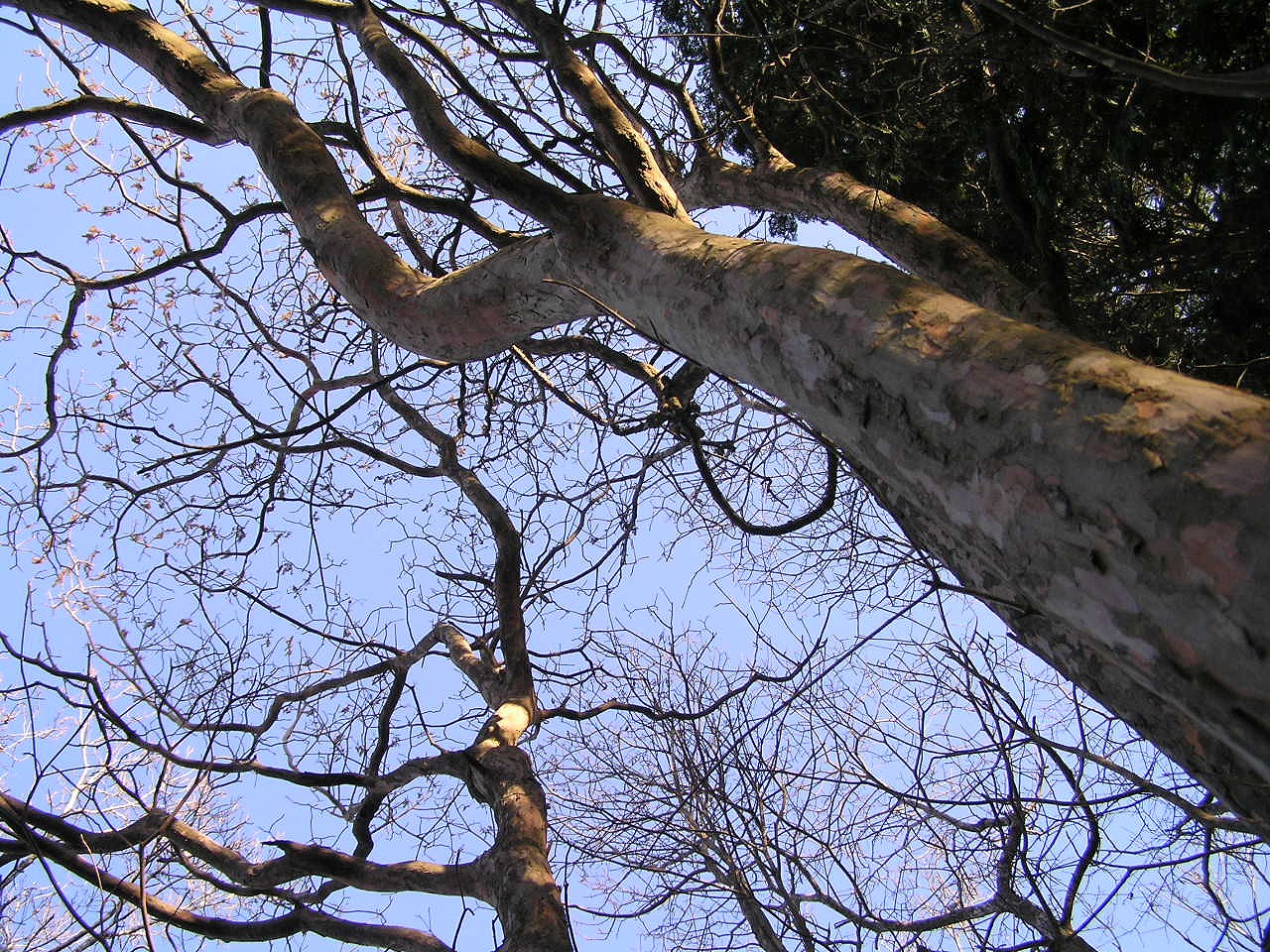 Clethra barbinervis, Japanese clethra — upright deciduous (Clethraceae) (image 7 of 10)