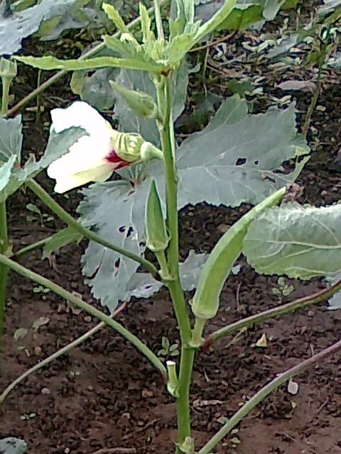 Abelmoschus esculentus, Okra — upright deciduous (Malvaceae) (image 2 of 9)
