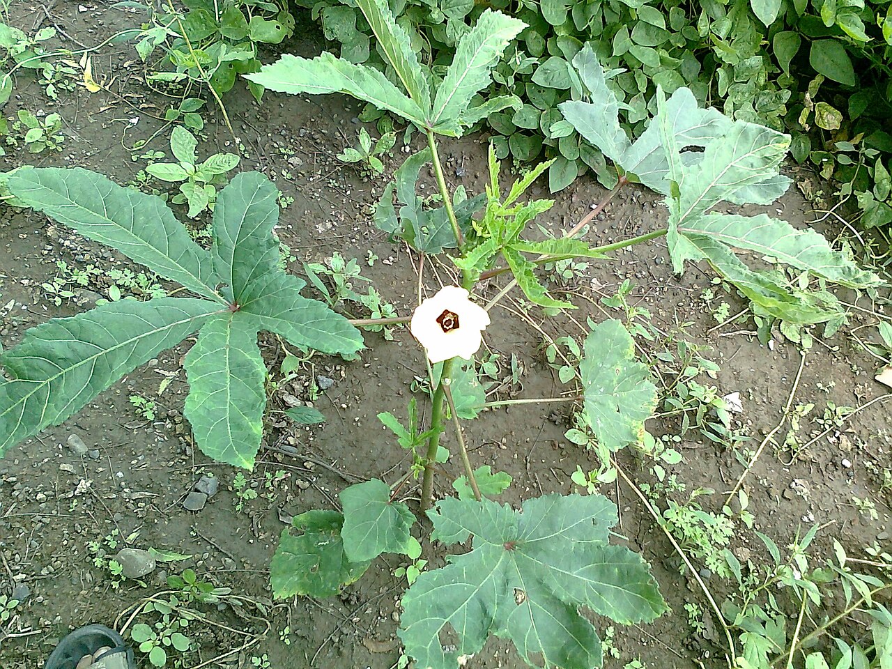Abelmoschus esculentus, Okra — upright deciduous (Malvaceae) (image 3 of 9)