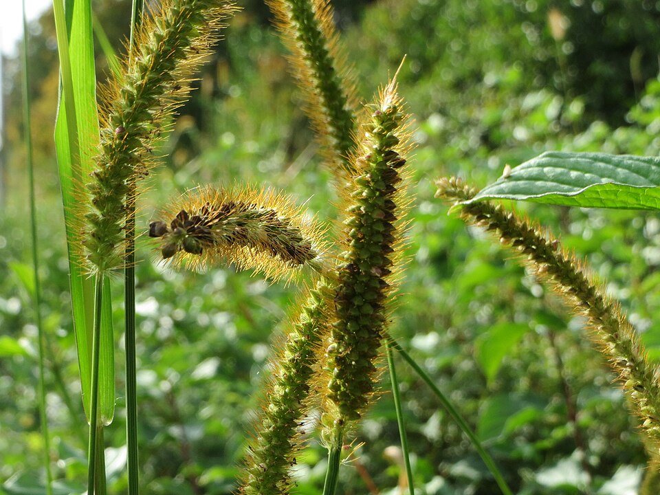 Setaria pumila (yellow foxtail)