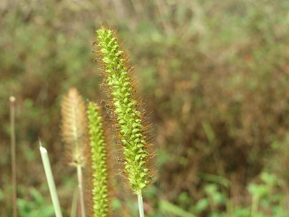 Setaria pumila (yellow foxtail)