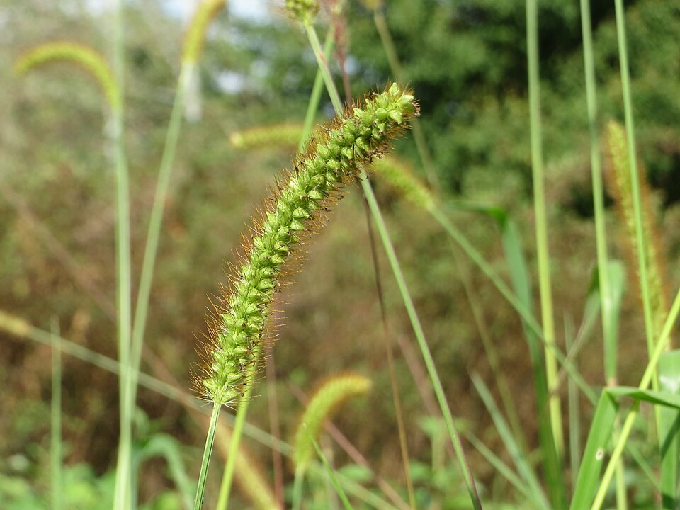 Setaria pumila (yellow foxtail)