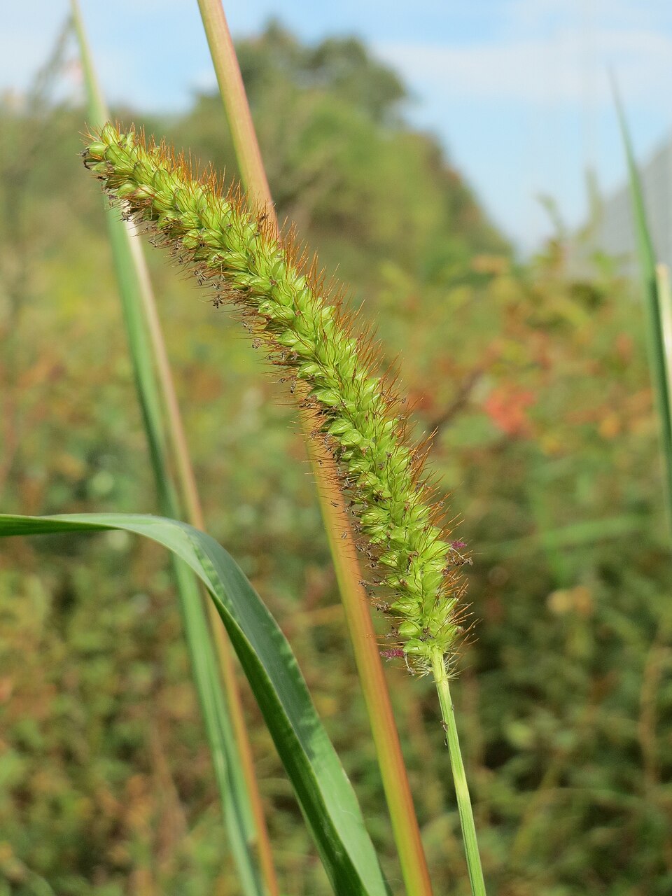 Setaria pumila (yellow foxtail)