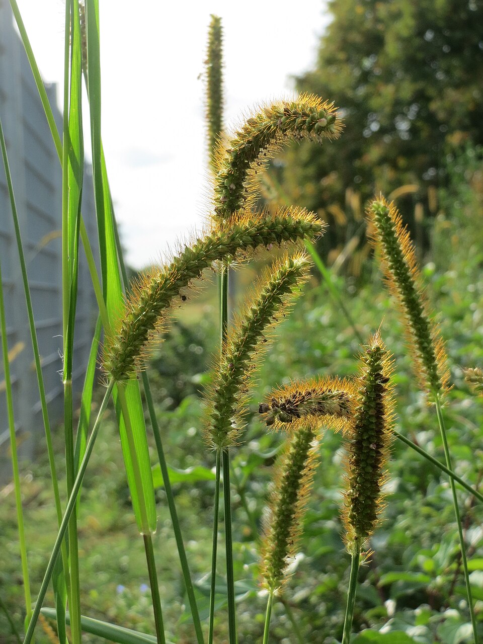 Setaria pumila (yellow foxtail)