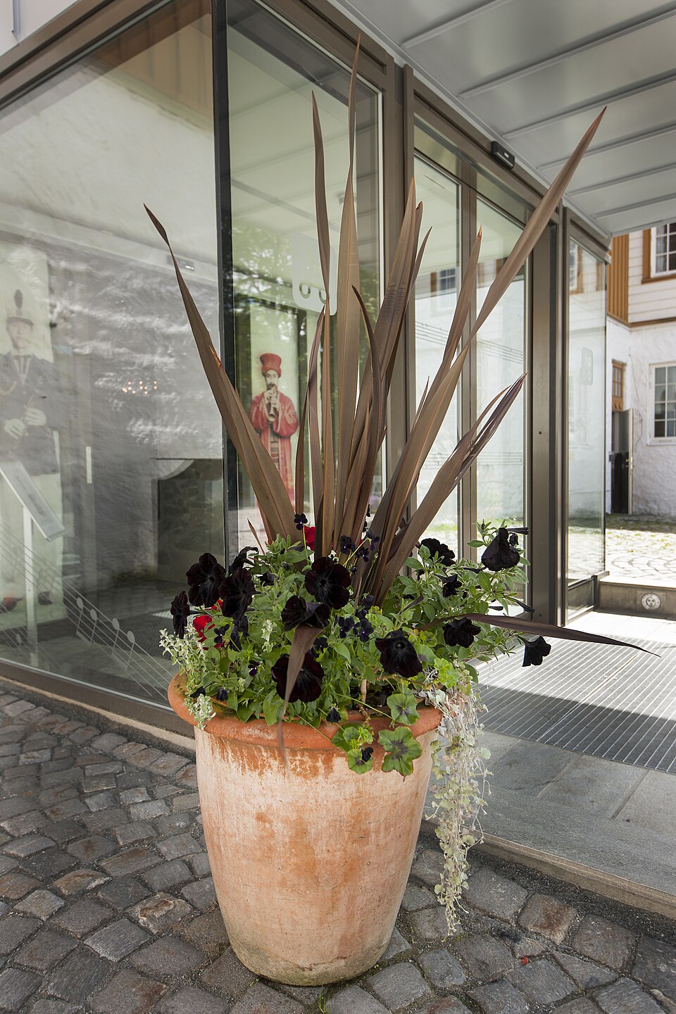 Phormium (New Zealand flaxes) (alternate view 3)
