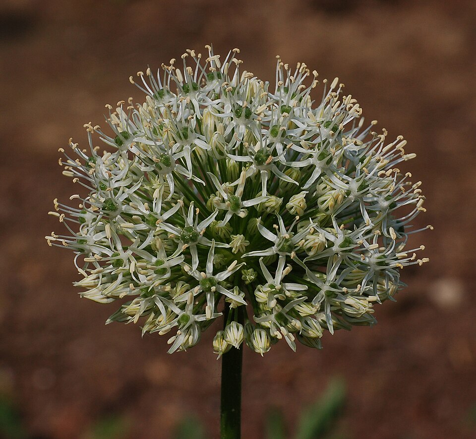 Allium 'Mount Everest' (Mount Everest Allium)