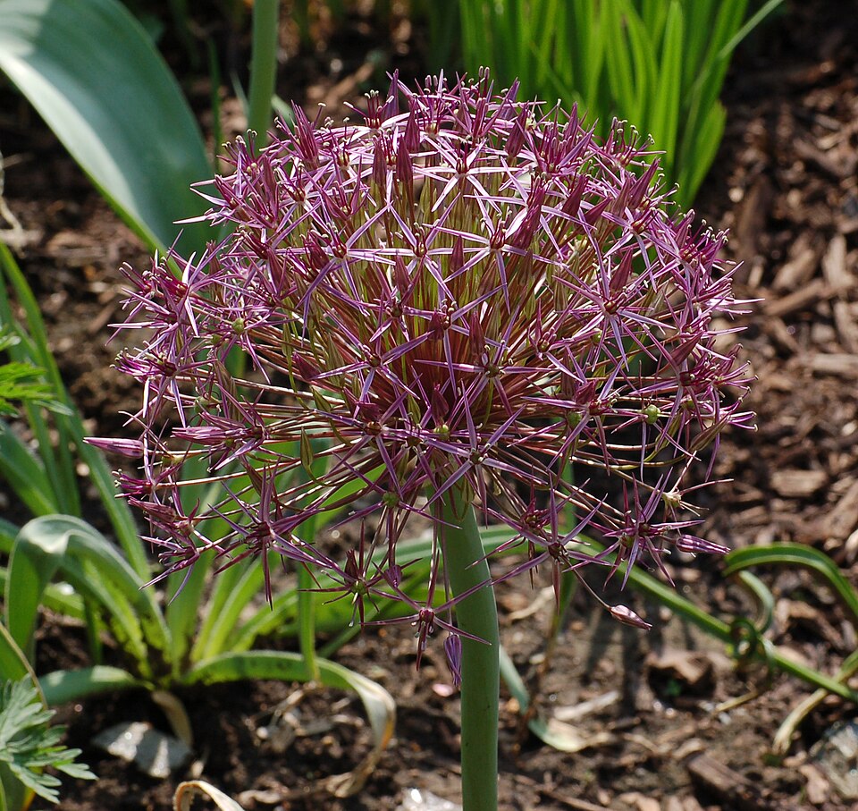 Allium cristophii (Star of Persia) (alternate view 9)