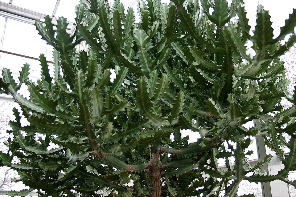 Euphorbia lactea (Dragon Bones) (alternate view 8)