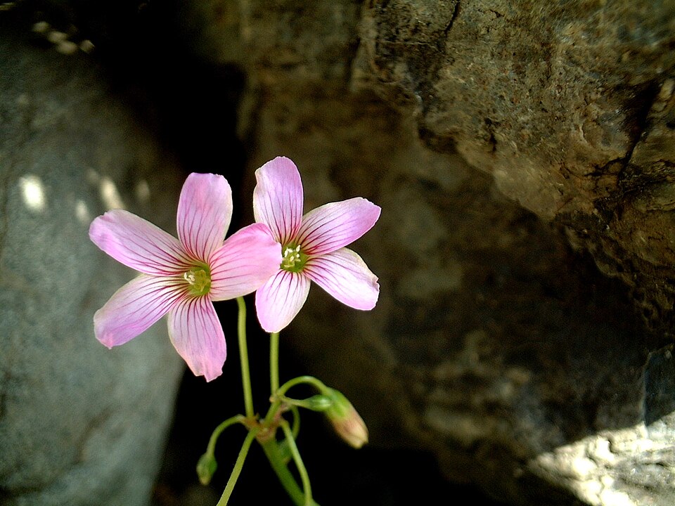 Oxalis debilis (Largeflower pink-sorrel)