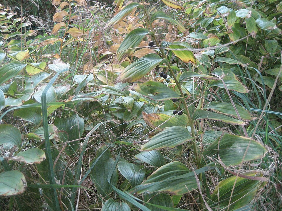 Polygonatum biflorum (Solomons Seal) (alternate view 10)