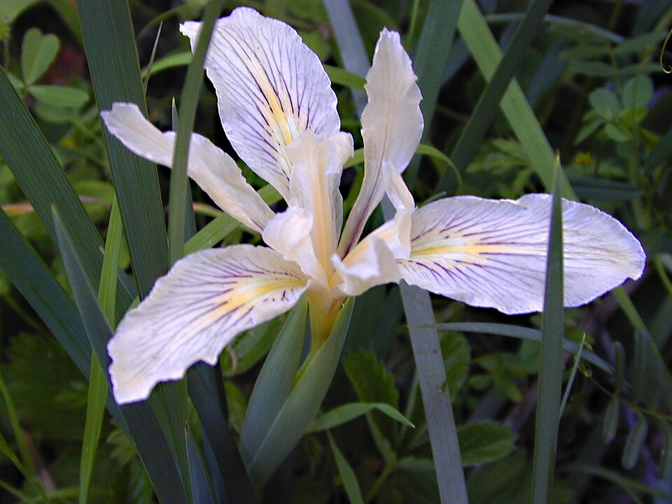 Iris macrosiphon (Bowltube Iris)