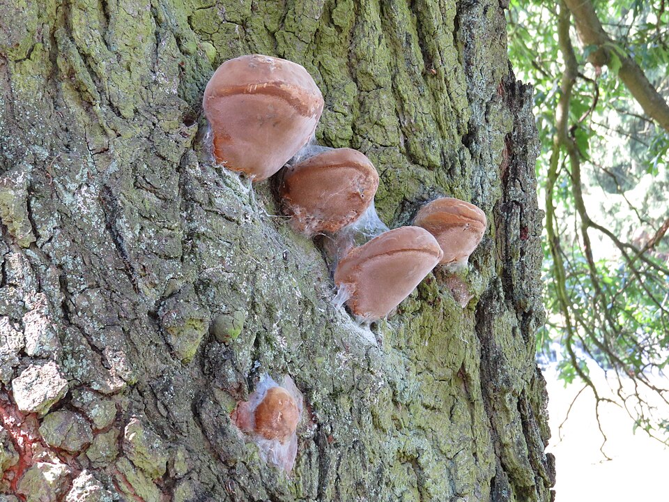 Quercus velutina (black oak)