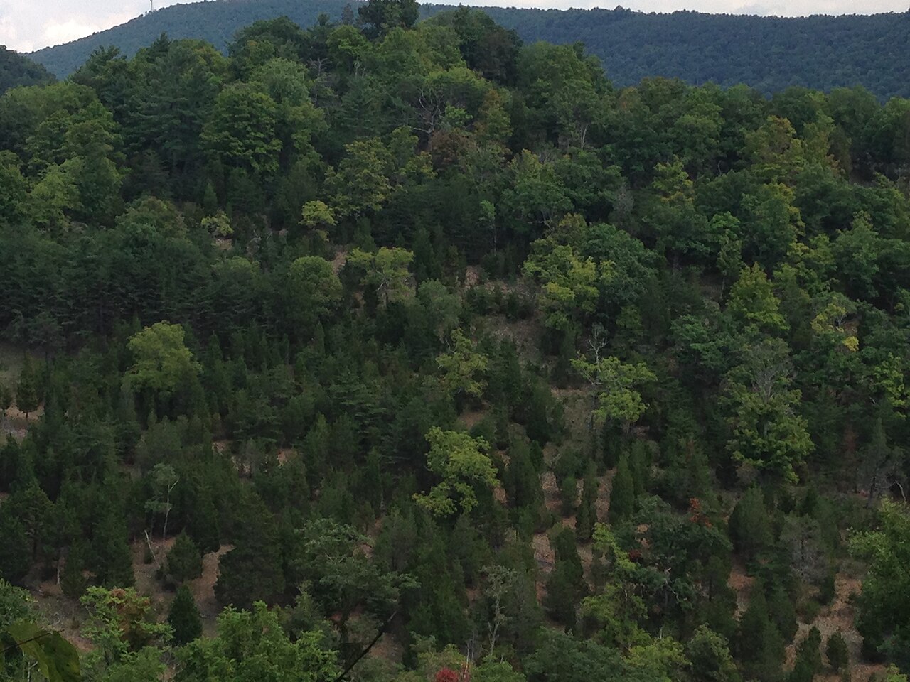 Juniperus virginiana, Eastern red cedar — upright evergreen (Cupressaceae) (image 8 of 10)
