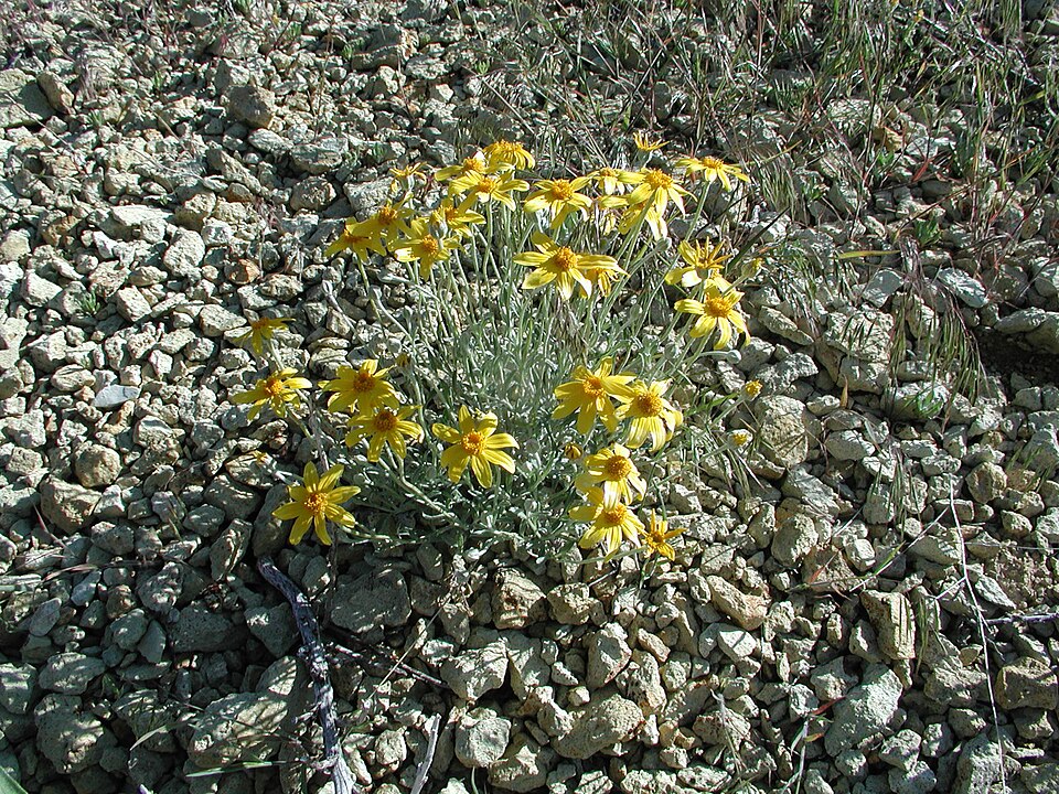 Eriophyllum lanatum (Oregon Sunshine) (alternate view 6)