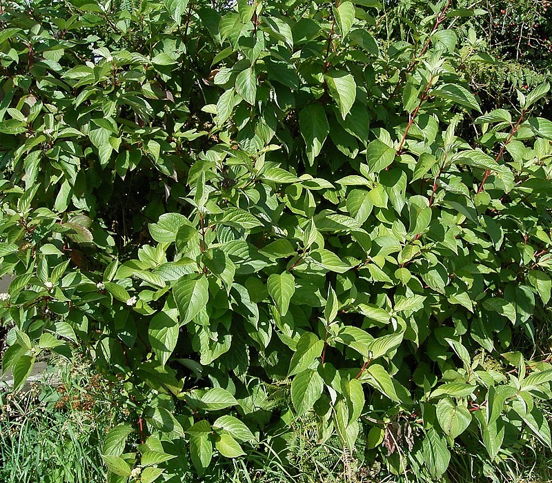 Cornus alba, Red-barked dogwood — upright deciduous (Cornaceae) (image 5 of 10)