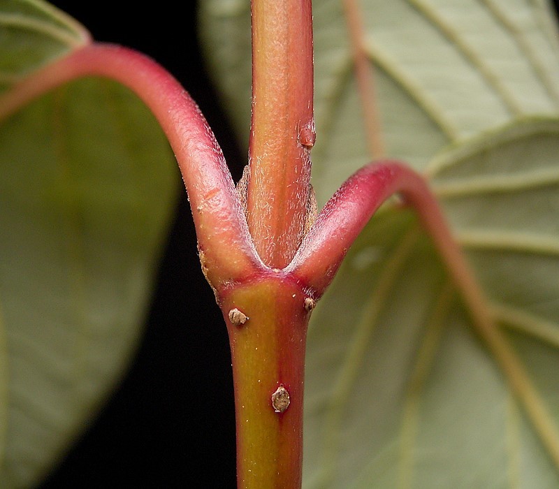 Cornus alba, Red-barked dogwood — upright deciduous (Cornaceae) (image 6 of 10)
