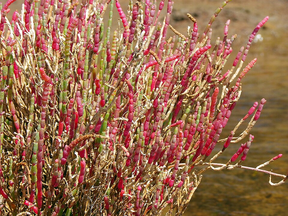 Salicornia quinqueflora (Beaded Samphire) (alternate view 4)