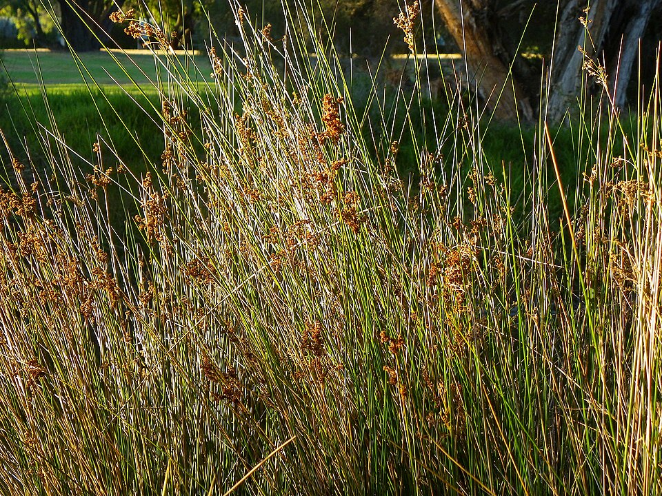 Juncus pallidus (Great Soft-rush)