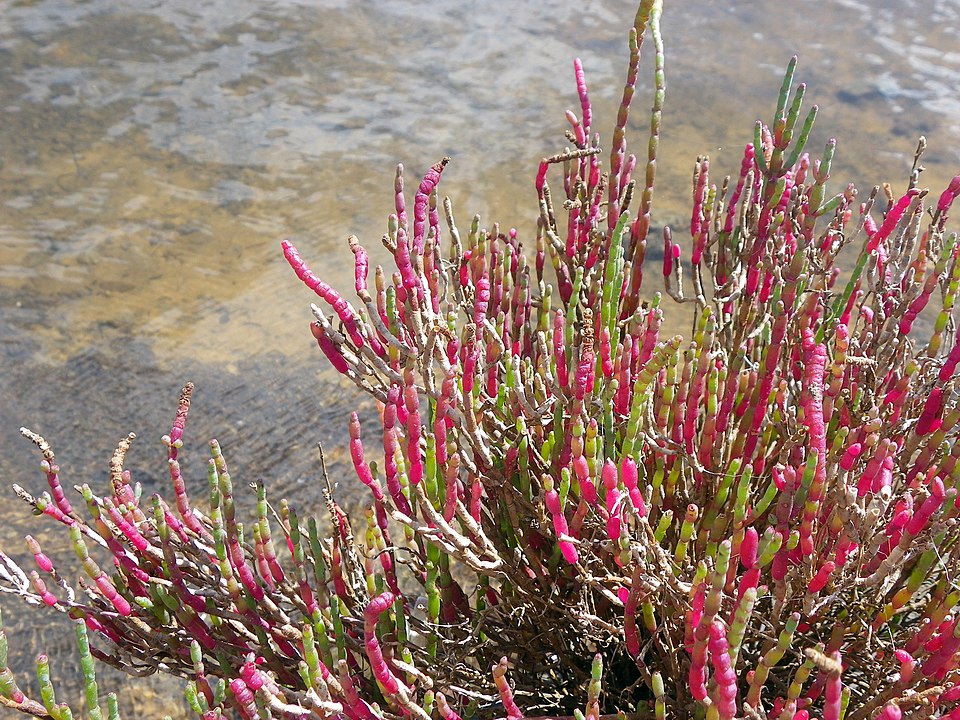 Salicornia quinqueflora (Beaded Samphire) (alternate view 5)