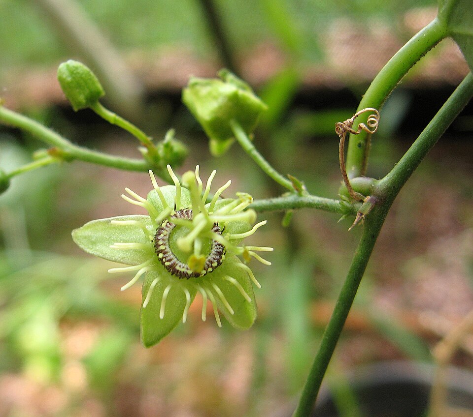 Passiflora suberosa (corkystem passionflower) (alternate view 8)
