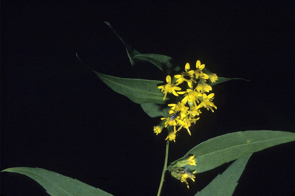 Solidago caesia (bluestem goldenrod)