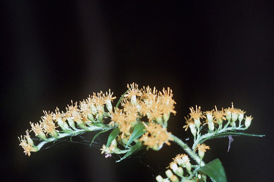 Solidago altissima (tall goldenrod)