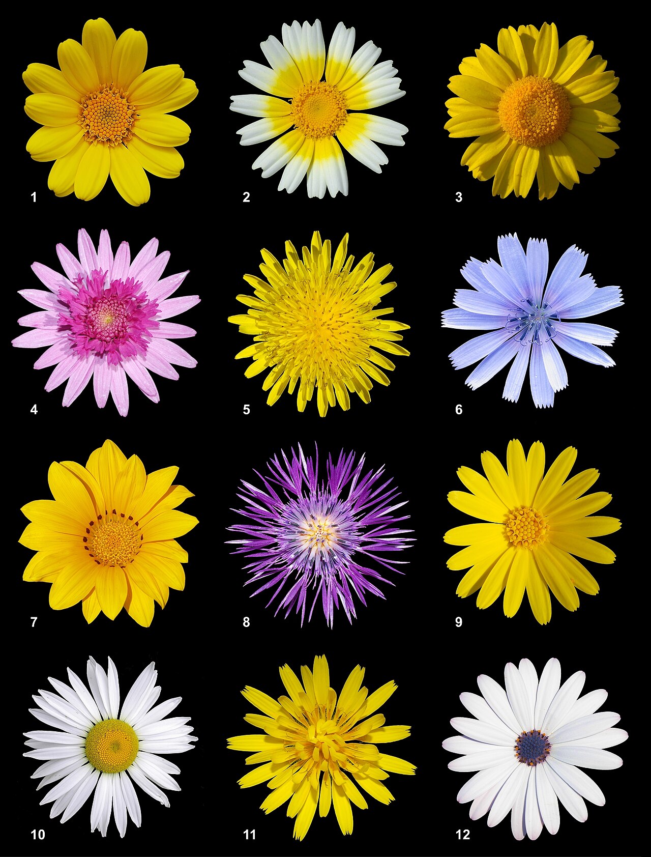 Gazania rigens, Treasure flower — spreading evergreen (Asteraceae) (image 2 of 9)