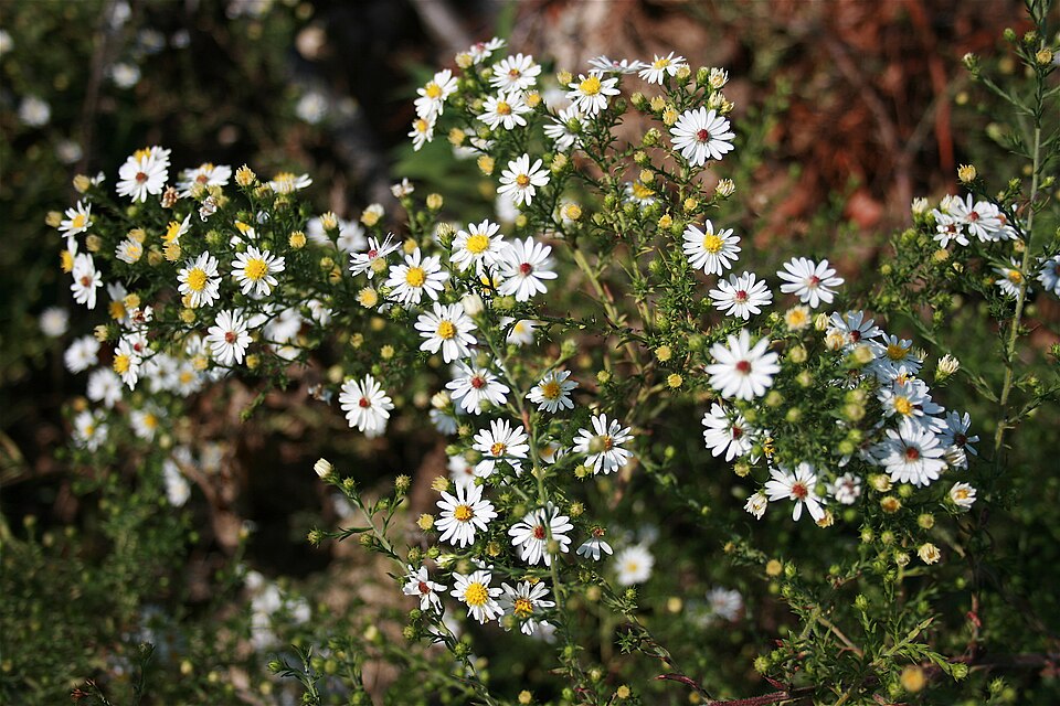 Symphyotrichum ericoides (white heath aster) (alternate view 2)
