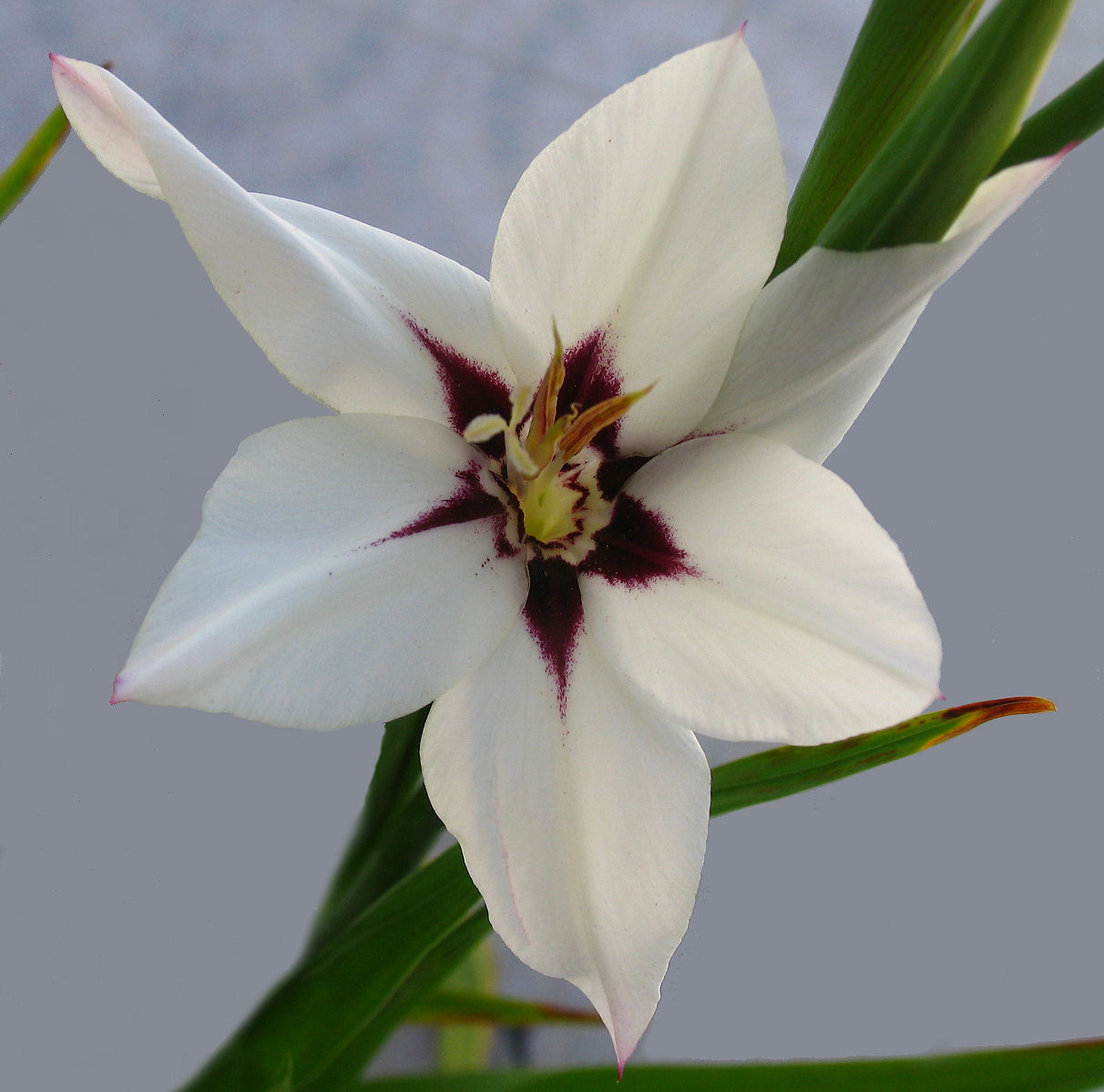 Gladiolus murielae (fragrant gladiolus)