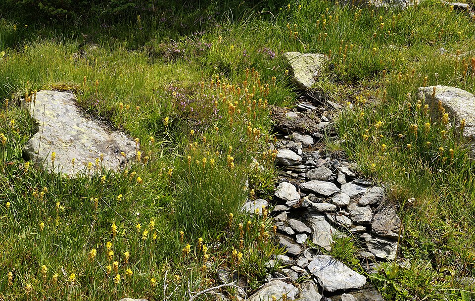 Narthecium ossifragum (bog asphodel)