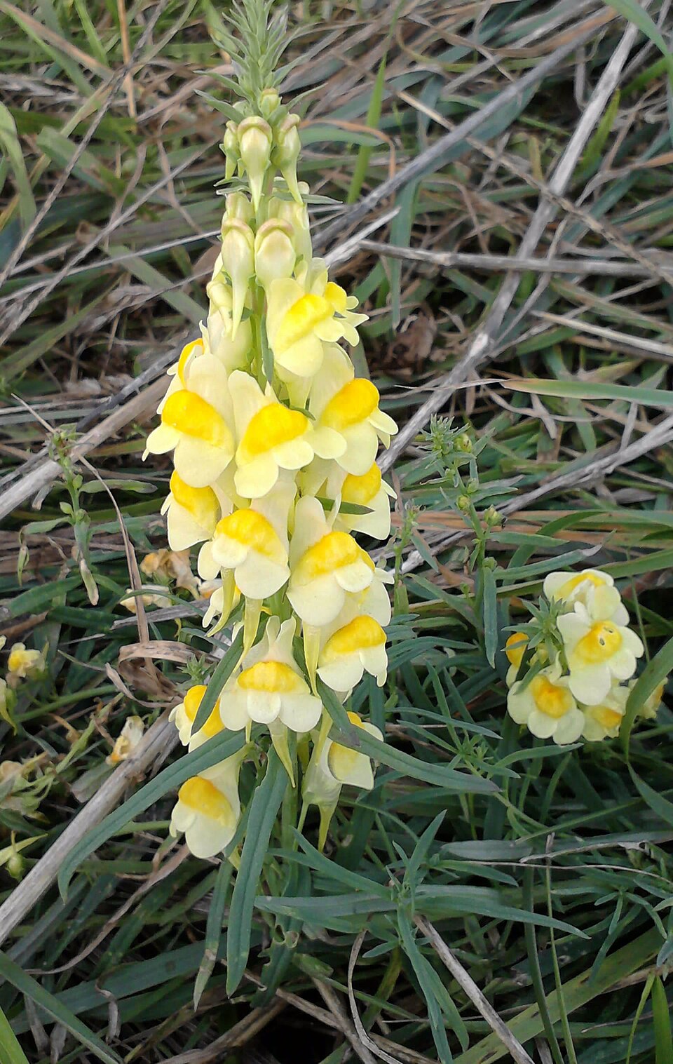 Linaria vulgaris (common toadflax)