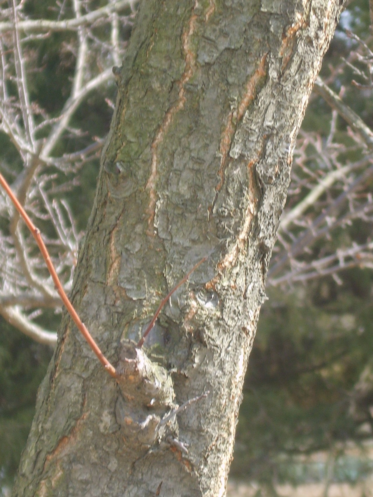 Prunus salicina, Chinese plum — spreading deciduous (Rosaceae) (image 2 of 10)