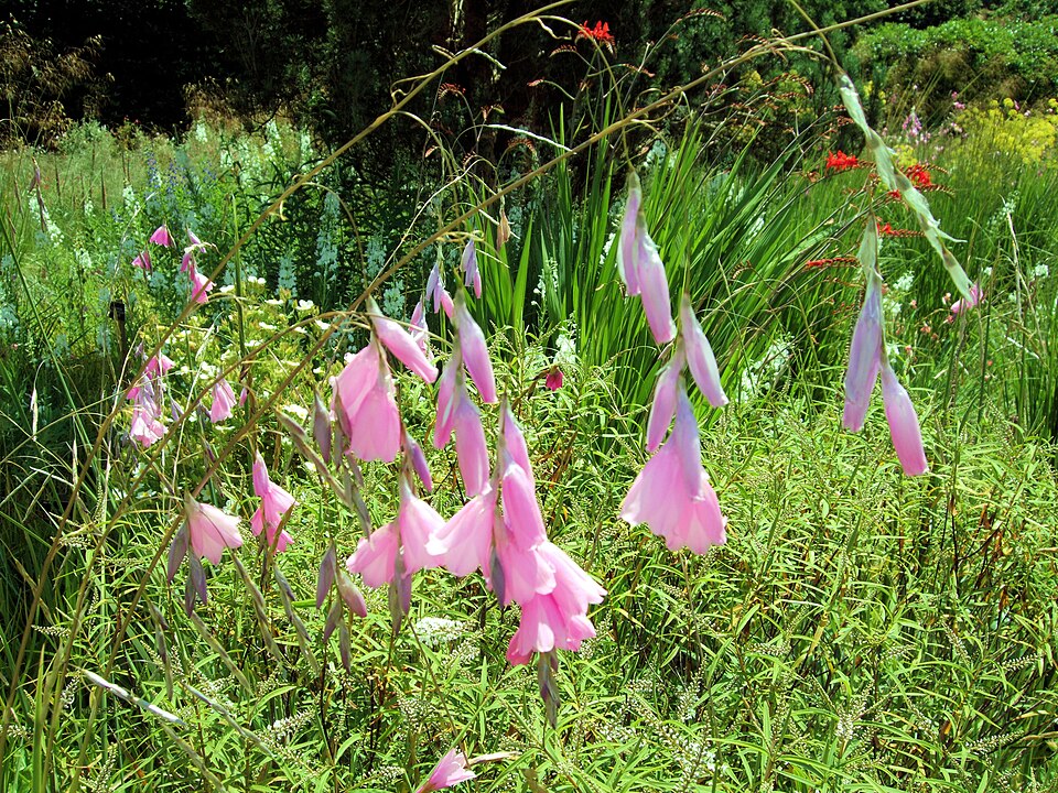 Dierama pulcherrimum (Angel's Fishing Rod) (alternate view 8)