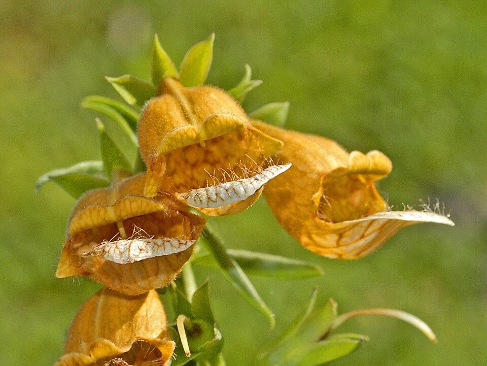 Digitalis laevigata (Grecian Foxglove) (alternate view 10)