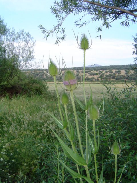 Dipsacus fullonum (common teasel) (alternate view 7)