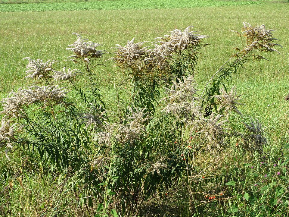 Solidago canadensis (Canada goldenrod)