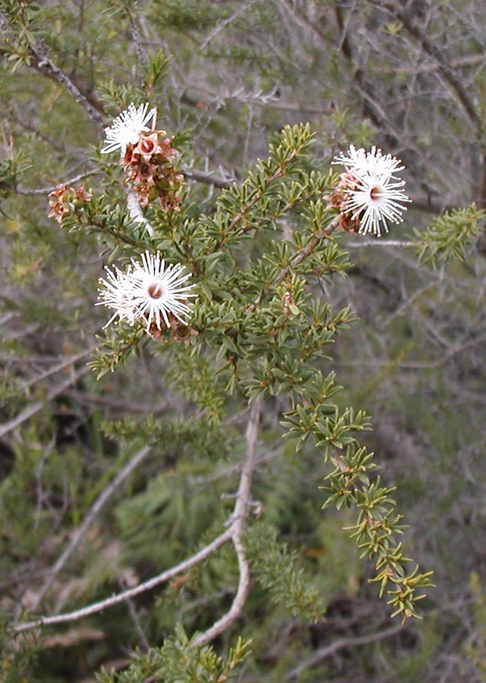 Kunzea ambigua (Butterfly Bush) (alternate view 6)