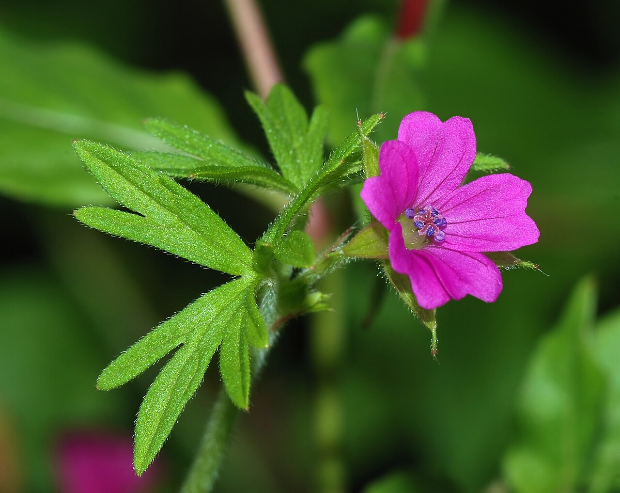 Geranium (Hardy Geranium; Cranesbill)