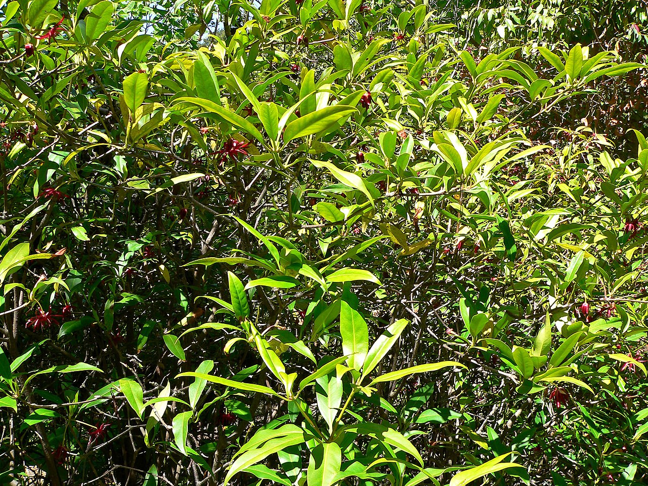 Illicium floridanum, Florida anise — upright evergreen (Schisandraceae) (image 3 of 10)
